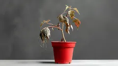 Ein einfacher Trick für zu Hause, um verwelkte Pflanzen wieder zum Leben zu erwecken – 3 Zutaten, die Sie sicher schon in Ihrer Küche haben.