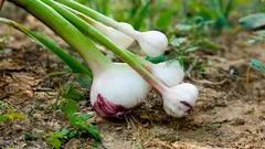 Empfohlene Pflanzen zum Anpflanzen neben Knoblauch: Gegenseitig vorteilhafte Kombinationen für eine bessere Ernte